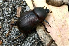 Cheiroplatys bifossus