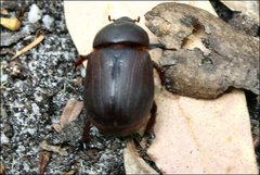 Cheiroplatys bifossus
