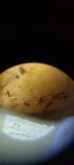 Tuber oligospermum