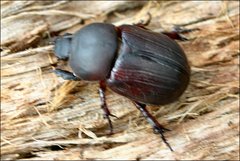 Cheiroplatys bifossus