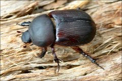 Cheiroplatys bifossus