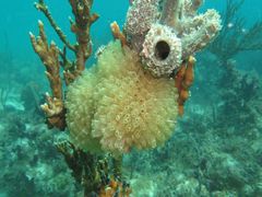 Ecteinascidia turbinata