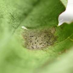 Septoria geranii