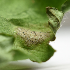 Septoria geranii