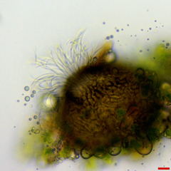 Septoria geranii
