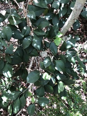 Calyptranthes pallens