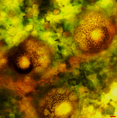 Septoria geranii