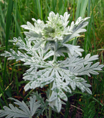 Potentilla inclinata
