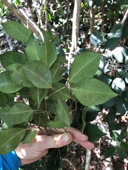 Calyptranthes pallens