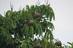 Bertholletia excelsa