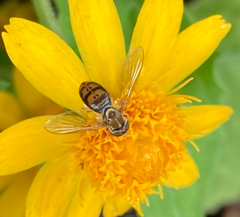 Toxomerus marginatus