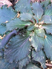 Micranthes virginiensis