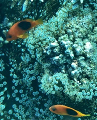 Amphiprion ephippium