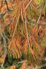 Pinus cembroides lagunae