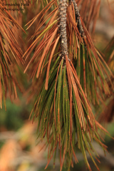 Pinus cembroides lagunae