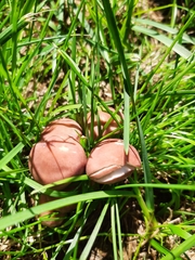 Calocybe carnea