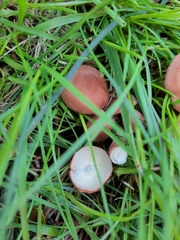 Calocybe carnea