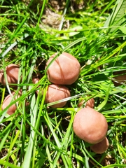 Calocybe carnea