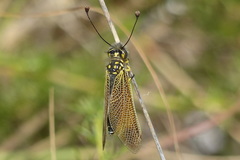 Libelloides ictericus ictericus