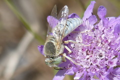 Bembix olivacea