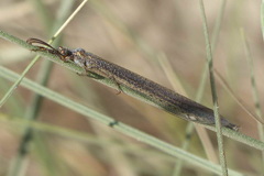 Creoleon lugdunensis