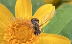 Toxomerus marginatus