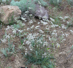 Trinia leiogona