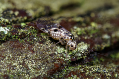 Psocus leidyi