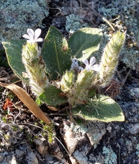 Stenandrium diphyllum