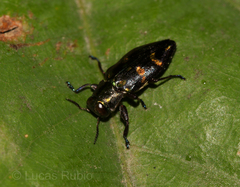 Chrysobothris richteri