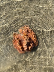 Tetilla