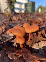 Fungi