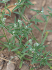 Cryptantha echinella