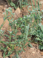 Cryptantha echinella