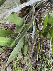 Image of Epiphyllum hookeri