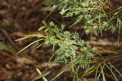 Acacia betchei