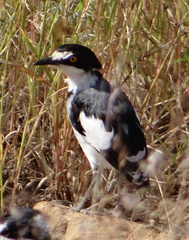 Lanioturdus torquatus