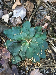 Micranthes virginiensis