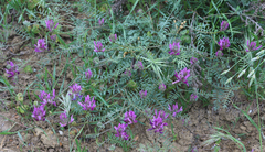 Astragalus onobrychis