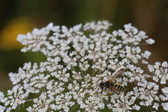 Cerceris arenaria