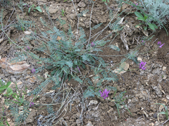 Astragalus onobrychis