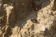 Chelostoma florisomne