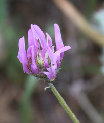 Astragalus onobrychis