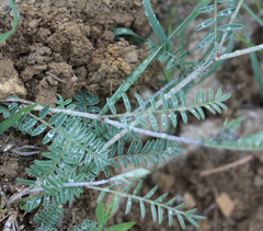 Astragalus onobrychis