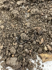 Microplana terrestris