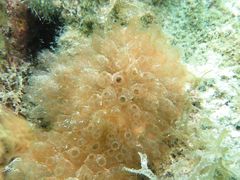 Ecteinascidia turbinata