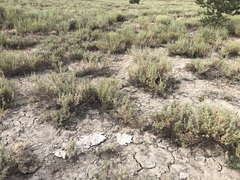 Artemisia rothrockii