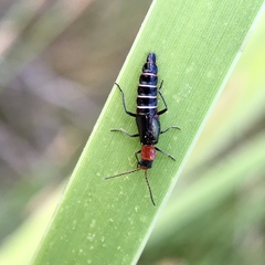Carphurus angustatus