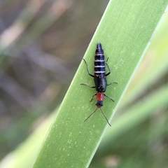 Carphurus angustatus