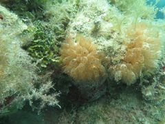 Ecteinascidia turbinata